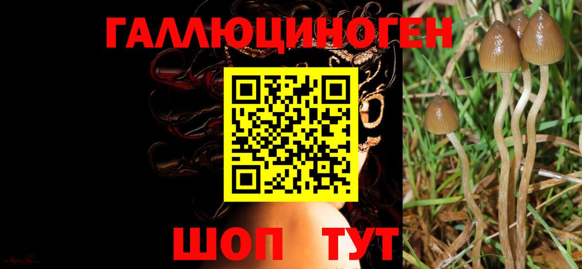 Галлюциногенные грибы Cubensis Кирово-Чепецк